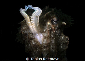 Cuttlefish, Bianca, Lembeh Strait by Tobias Reitmayr 